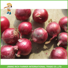 New Harvest Fresh Onion Market Price